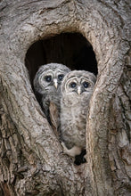 Load image into Gallery viewer, Tree Dwellers