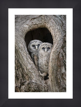 Load image into Gallery viewer, Tree Dwellers