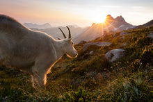 Load image into Gallery viewer, Mountain Goat prints