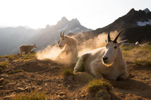 Load image into Gallery viewer, Mountain Goat prints