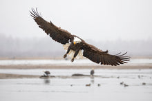 Load image into Gallery viewer, Arrival