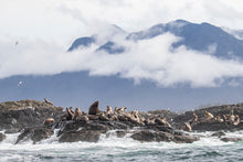 Load image into Gallery viewer, Haul-out