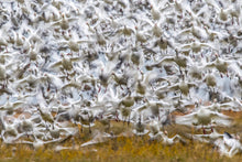 Load image into Gallery viewer, Blast Off