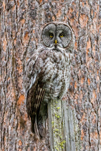 Load image into Gallery viewer, Blending In