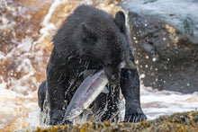 Load image into Gallery viewer, Catch of the Day