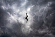 Load image into Gallery viewer, Champion Traveller