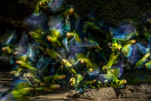 Load image into Gallery viewer, Colourful Chaos