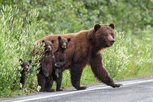 Load image into Gallery viewer, Curiosity