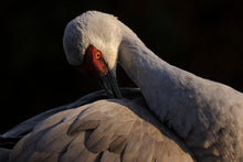 Load image into Gallery viewer, Feather Maintenance