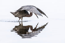 Load image into Gallery viewer, Fisherman