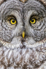 Load image into Gallery viewer, Focus