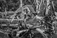 Load image into Gallery viewer, Hidden