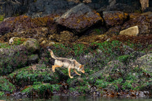 Load image into Gallery viewer, Intertidal Exploration