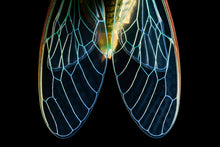 Load image into Gallery viewer, Metamorphosis