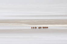 Load image into Gallery viewer, Mudflat Migrants