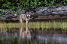 Load image into Gallery viewer, Of Land and Sea