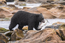 Load image into Gallery viewer, Patience Pays Off