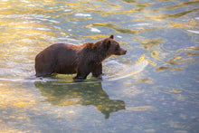 Load image into Gallery viewer, Patience