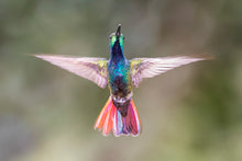 Load image into Gallery viewer, Rainforest Rapture