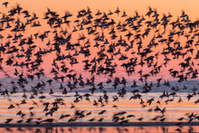 Load image into Gallery viewer, Sandpiper Sunset