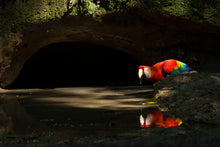 Load image into Gallery viewer, Scarlet Afternoon