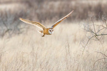 Load image into Gallery viewer, Silent Flight