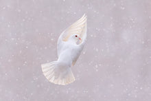Load image into Gallery viewer, Snow Angel