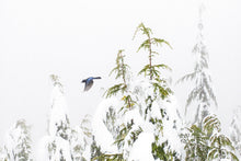 Load image into Gallery viewer, Snowy Flight
