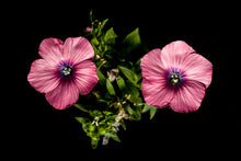 Load image into Gallery viewer, Spring Bloom