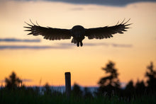 Load image into Gallery viewer, Sunset Stealth