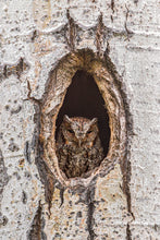 Load image into Gallery viewer, Tree Dweller