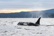 Load image into Gallery viewer, Tsuchi