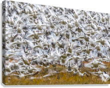 Load image into Gallery viewer, Giclée Stretched Canvas Print