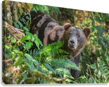 Load image into Gallery viewer, Giclée Stretched Canvas Print