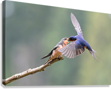 Load image into Gallery viewer, Giclée Stretched Canvas Print