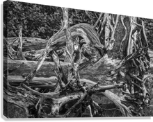 Load image into Gallery viewer, Giclée Stretched Canvas Print