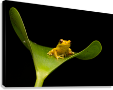 Load image into Gallery viewer, Giclée Stretched Canvas Print