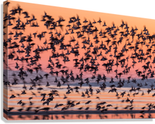 Load image into Gallery viewer, Giclée Stretched Canvas Print