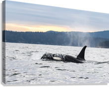 Load image into Gallery viewer, Giclée Stretched Canvas Print