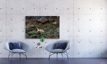 Load image into Gallery viewer, Intertidal Exploration