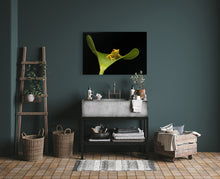 Load image into Gallery viewer, Prince of the Pond