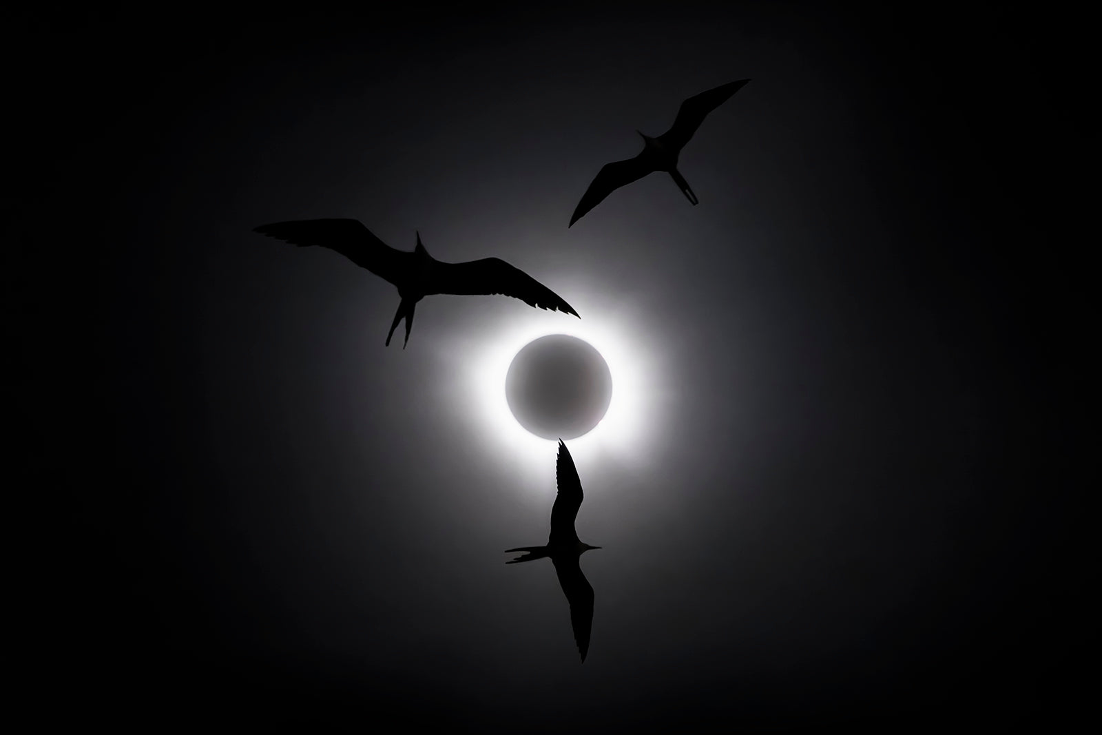 Eclipse Sand The Frigatebirds and the Eclipse – Liron Gertsman Photography