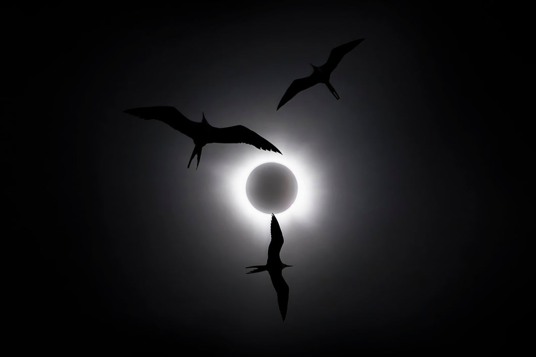 Eclipse Sand The Frigatebirds and the Eclipse – Liron Gertsman Photography
