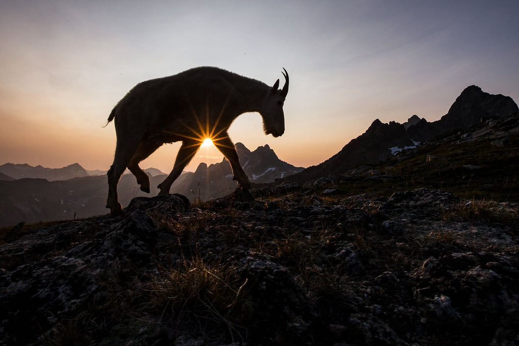 Mountain Goat prints