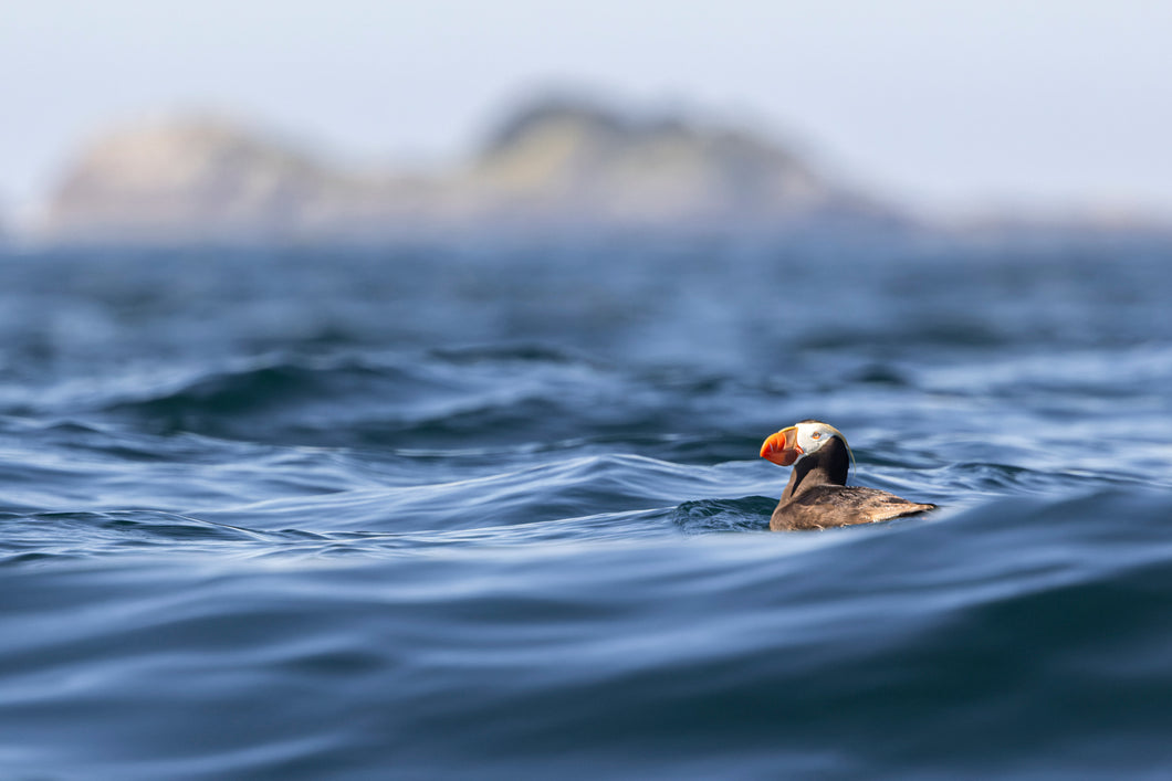 Tufted Puffin