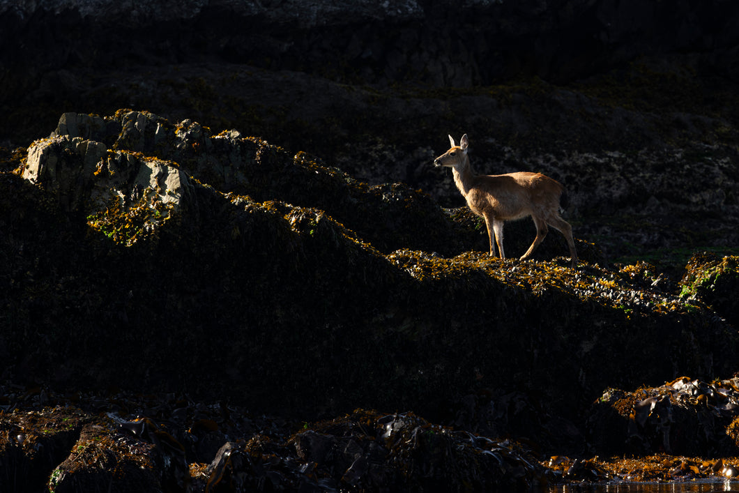 Deer in the Shadows