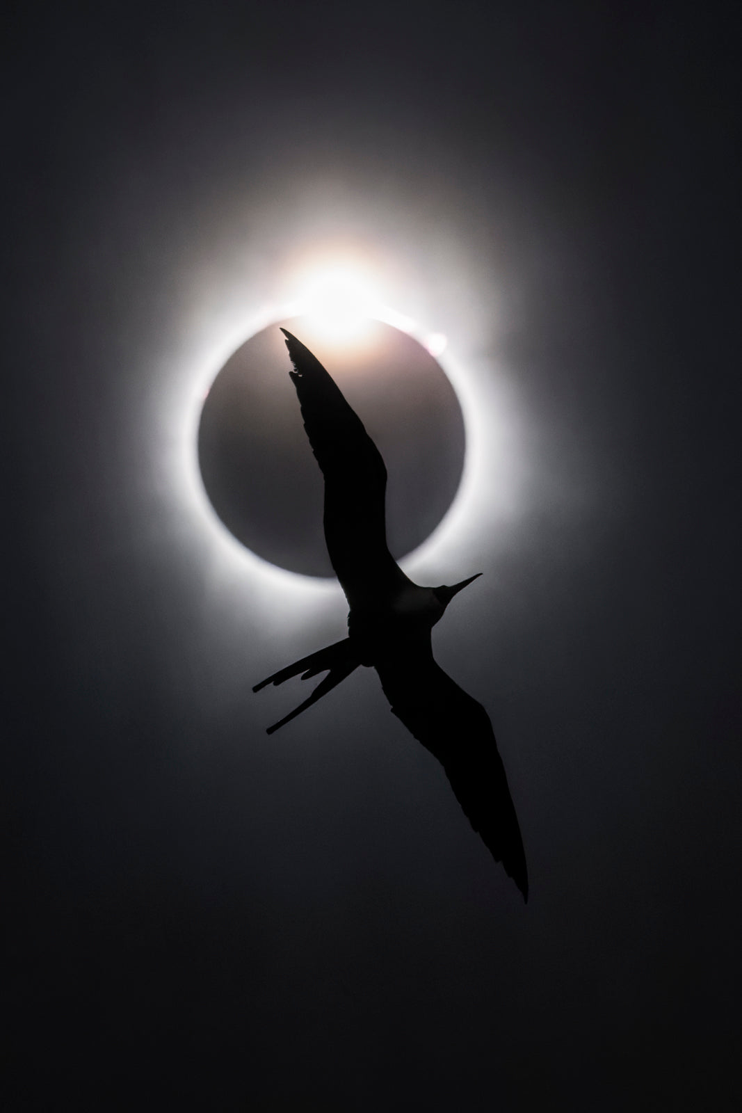 The Frigatebird and the Diamond Ring – Liron Gertsman Photography