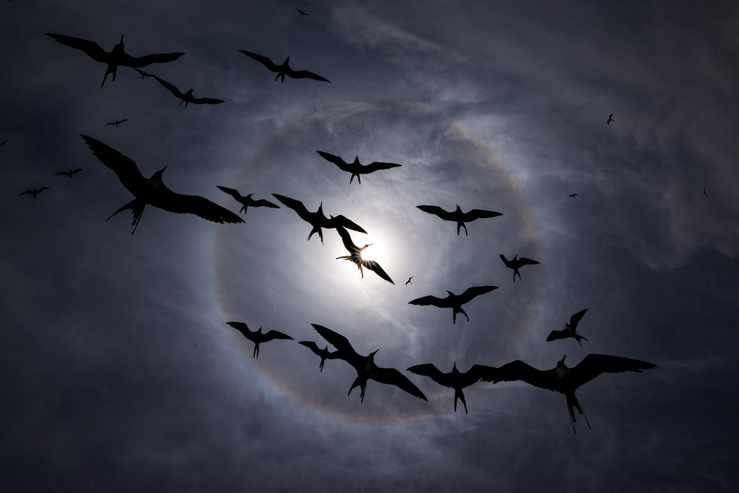 A Sky of Frigatebirds