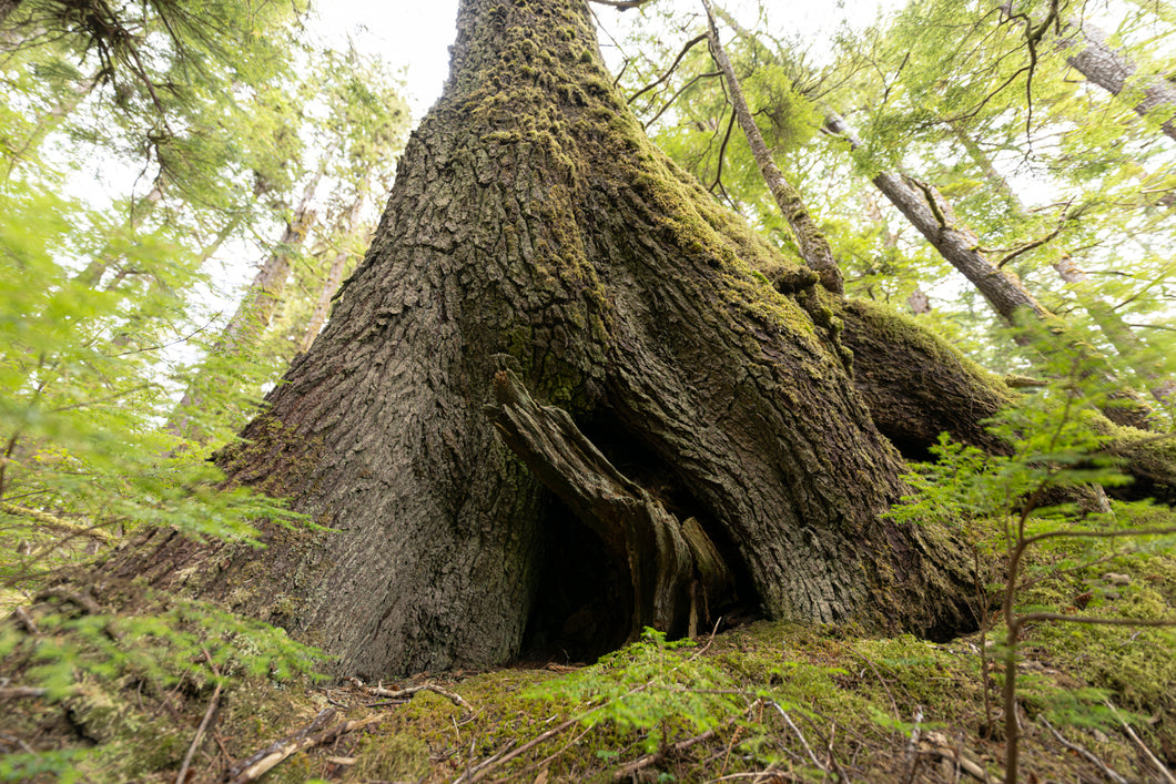 Old Growth