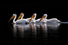 Load image into Gallery viewer, Pelican Parade
